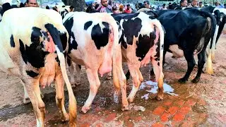 ১৭/১/২৬/ উন্নত জাতের ২০_২৫ লি: দুধের ফিজিয়ান গাভী সাথে ষাঁড় ও বকনা বাছুর গরু সোনাইচন্ডি গরুর হাট 