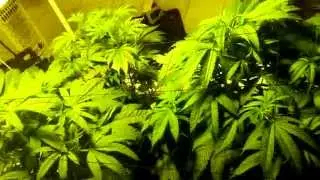 4-8-15 grow journal libertyhaze purple chemdog