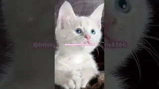 🐱 Dream of a Cat Bite? Hidden Meanings Revealed! 😺✨ | Dream Symbolism & Spiritual Insight