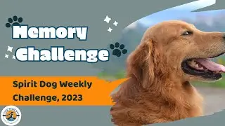 Spirit Dog Memory Game