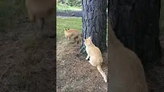 Cat vs wolf #cat #catlover #cats #wolf #fight #viral #video #tranding #animals #billi #amazing #wow