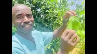جنينة هبري في  منطقة كتم