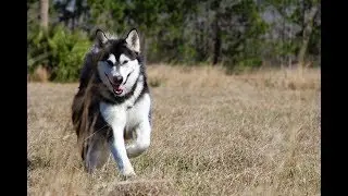 Malamute In Slow Motion Running, Jumping & Climbing