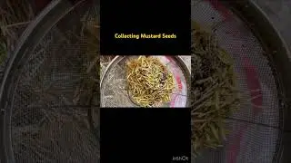 Collecting mustard seeds for later use #61