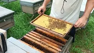 Cleaning The Beehives Regularly is Important to Prevent Swarming& Preparing for Honey Flow Season