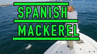 SPANISH MACKEREL fishing in STUART FLORIDA