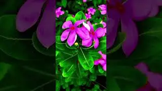 Mesmerizing Blooms That Will Leave You Breathless 🌸 #BlossomMagic 🌺 #BloomsOfJoy 🌷 #NatureInBloom 🌹