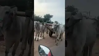 Padugupadu road extension #nellore #inamadugu#kovur #viralvideo #sad