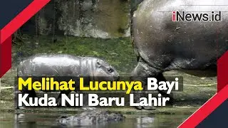 Melihat Lucunya Bayi Kuda Nil Baru Lahir