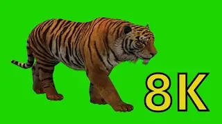 Tiger green screen video free download without copyright