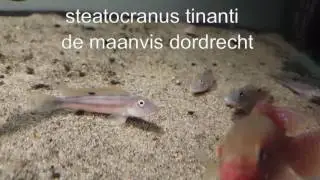 steatocranus tinanti