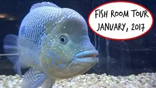 Fish Room Tour - January, 2017