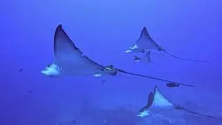 Epic Eagle Rays Formation Flight | Stunning Underwater Encounter
