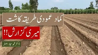 Vertical Sowing Method of Sugarcane  کماد کی عمودی کاشت بارے میری گزارش