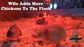New Baby Chicks Arrive! Getting Chicken Brooder Set Up In Time For 61 Baby Chickens!