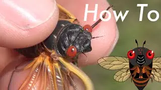 How To Identify the Species of a Periodical Cicada / 