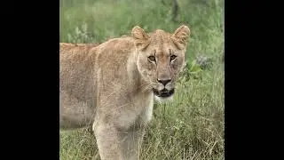 Overnight safari with Swiss and Virgin Airlines at Mongena