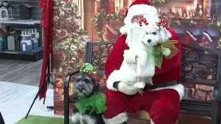 Pets get their pictures taken with Santa