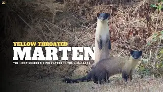 Yellow-throated Marten | Shivapuri National Park, Nepal
