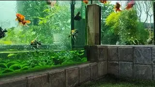 Update The New Amazing Glasspond | Kolam Ikan Baru | Aquapond | Goldfish Tank