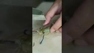 Amazing Prawn Cutting Skills #shot #fish_cutting_bd