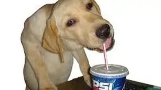 Dank dog is too fast for u