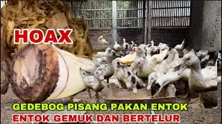 HOAX!! GEDEBOG PISANG BIKIN ENTOK MAKIN GEMUK DAN BERTELUR BANYAK