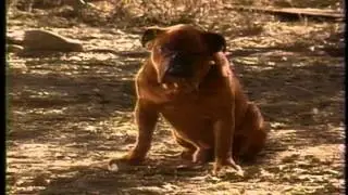 Red Gog 1996 Commercial