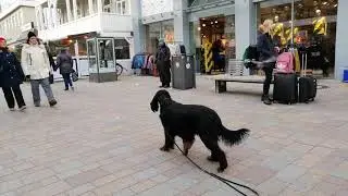 Gordon Setter