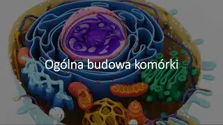 Ogólna budowa komórki