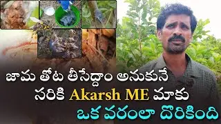 జామ తోట తీసేయాలి అనుకునే సరికి మాకు ఒక వరంలా దొరికింది Akarsh ME పేస్ట్ #akarshme #fruitfly #guava