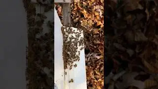 Worker Bee Roles- Part 4 #beekeeping #pollinators #roles #farming #ytshorts