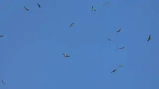 Kettle of Hawks 3/14/17