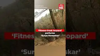 &lsquo;Fitness-freak leopard&rsquo; performs &lsquo;Surya Namaskar&rsquo;#Watch #viral #wildlife #wild #leopard #yoga #funny