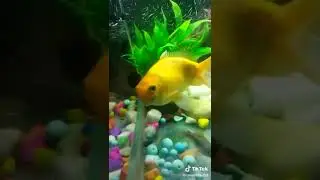 goldyfish