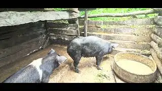 Pig breeding 