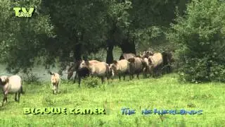 Konik, Wild horses in nature reserve Blauwe Kamer, River Rhine