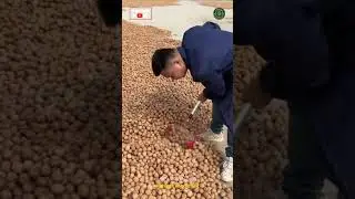 Nut Picking Tool