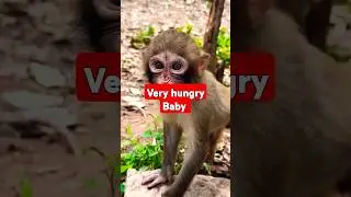 Cute baby monkey hungry trying to feeding milk | #cutebaby #baby #babybunny