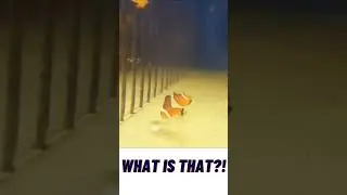 What is that! #what #whatintheworld #that #fish #swimming #coulditbe #whatsthat #swim #seacreatures