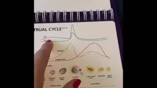Menstrual Cycle - Your IVF Nurse