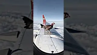 Animals on a plane ✈️ #shorts  #animals #plane
