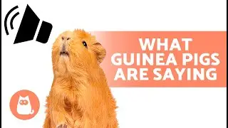 ЗВУКИ МОРСКОЙ СВИНКИ И ИХ ЗНАЧЕНИЕ 🐹 Что ваша морская свинка пытается вам сказать