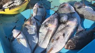Marché aux poissons, au Vieux-Port, dimanche matin,à Marseille.
