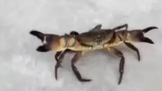 Comparing Different Crab Species!!!