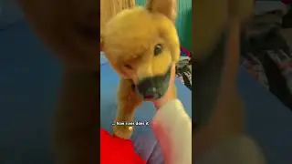 Coco is js trying to be gentle lol!! 😝 #essa #essacommunity #essasarevalid #essas #essaowner #esa