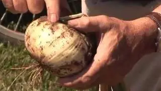 Harvesting and Storing Onions