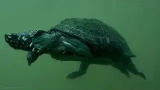 Indian spotted turtle underwater