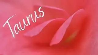 Taurus🌷Life Is About To Get So Good-Soul Mate/TF Coming 🍃Past Person Worried You've Moved On🌷 Energy