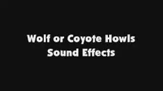 Wolf or Coyote Howls SFX
